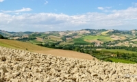 Paesaggio bucolico nei pressi di Offida, Marche