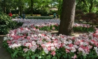 Tulipani, Parco Sigurtà