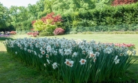 Tulipani, Parco Sigurtà