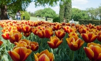 Tulipani, Parco Sigurtà