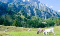 Mucche a Crampiolo presso l'Alpe Devero, Piemonte