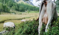 Mucche al Lago delle Streghe a Crampiolo presso l'Alpe Devero, Piemonte