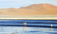 Laguna Colorada, Bolivia