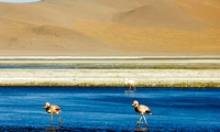 Laguna Colorada, Bolivia