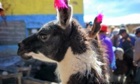 Lama presso la miniera di Potosì, Bolivia