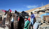 Lama presso la miniera di Potosì, Bolivia