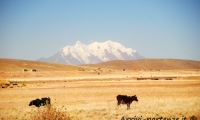 Paesaggio vicino a Tiahuanaco, Bolivia