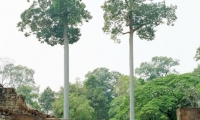 Terrazza degli elefanti, Cambogia