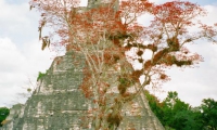 Tikal, Guatemala