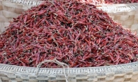 Peperoncino, Myanmar