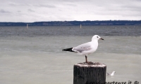 Uccello presso il lago Rotorua, Nuova Zelanda