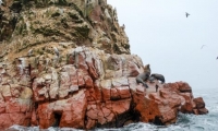 Foche marine alle isole Ballestas, Perù