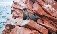 Foca marina alle isole Ballestas, Perù