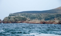 Isole Ballestas, Perù