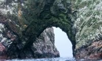 Isole Ballestas, Perù