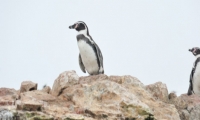 Pinguini di Humboldt alle isole Ballestas, Perù