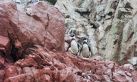 Pinguini di Humboldt alle isole Ballestas, Perù