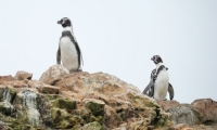 Pinguini di Humboldt alle isole Ballestas, Perù