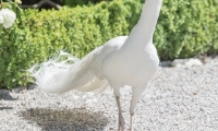 Pavone nel Giardino di Villa Borromeo sull'Isola Bella, Piemonte