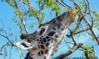 Giraffa, Tanzania