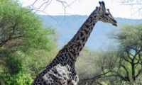 Giraffa, Tanzania