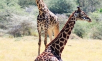 Giraffe, Tanzania