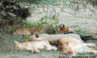 Leone e famiglia, Tanzania