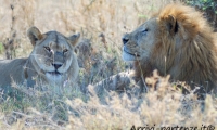 Leone e leonessa, Tanzania