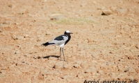 Pennuto, Tanzania