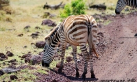 Zebra, Tanzania