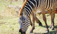 Zebra, Tanzania