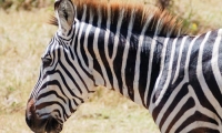 Zebra, Tanzania