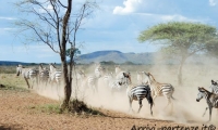 Zebre, Tanzania