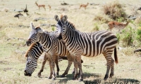 Zebre, Tanzania