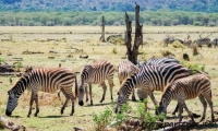 Zebre, Tanzania