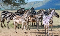 Zebre, Tanzania