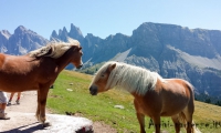 Presso Malga Brogles, Alto Adige